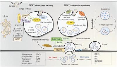 Exosomes: Emerging Cell-Free Based Therapeutics in Dermatologic Diseases